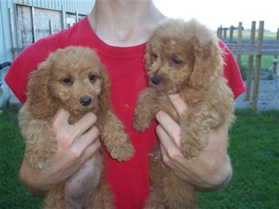 Puppies in BLUFFTON